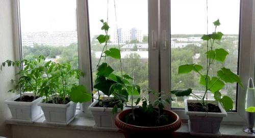 Как обеспечить оптимальную температуру для растений в квартире. Температура при выращивании огородных культур в квартире