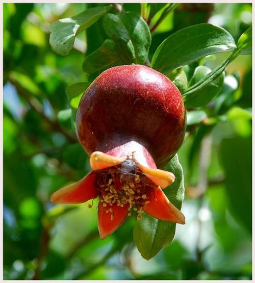 Выращивание граната дома. Как домашних условиях вырастить гранат из косточки