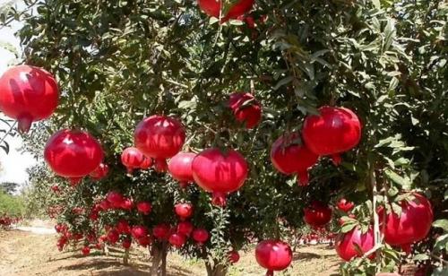 Обрезка граната в открытом грунте. Как обрезать гранат в домашних условиях и в саду, можно ли обрезать летом, нужно ли прищипывать, как сформировать крону, обрезка молодого деревца