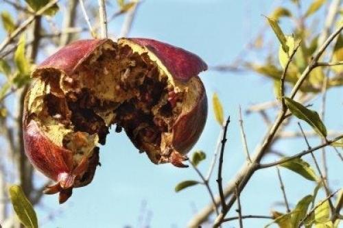 Болезни садового граната. Problems Of Pomegranates: Learn About Diseases In Pomegranate