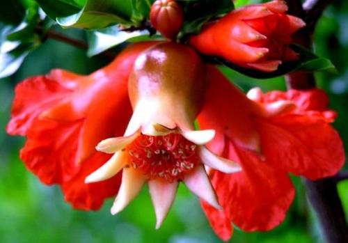 Комнатный гранат зимовка. Гранат — растение античных времен