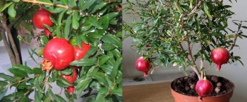 Комнатный гранат зимовка. Гранат — растение античных времен