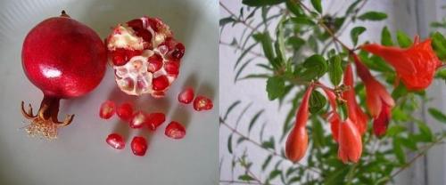Комнатный гранат зимовка. Гранат — растение античных времен