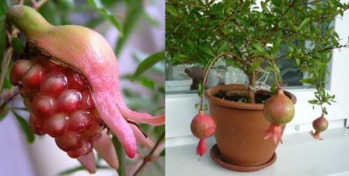 Комнатный гранат зимовка. Гранат — растение античных времен