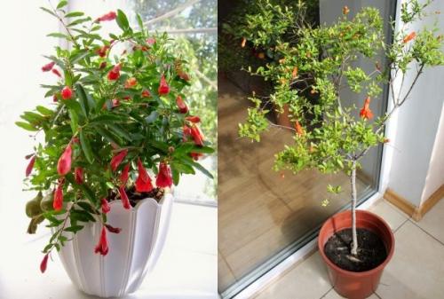 Комнатный гранат зимовка. Гранат — растение античных времен