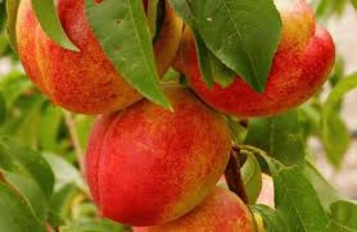 Выращивание граната в краснодарском крае. Как и сколько растет гранат