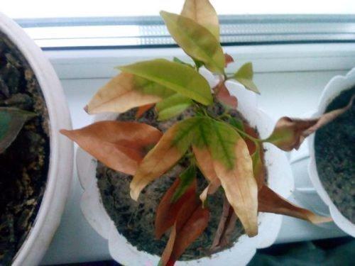 Почему осыпается гранат. Повреждения на листьях