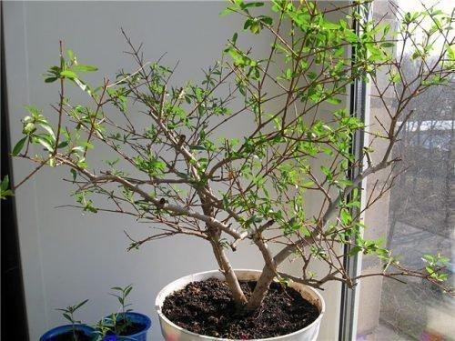 Почему осыпается гранат. Повреждения на листьях