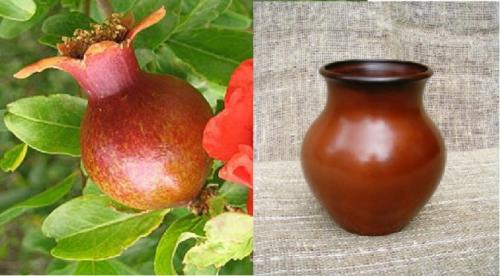 Правила ухода за гранатом в открытом грунте. Правила заготовки и посадки черенков 03 Правила ухода за гранатом в открытом грунте. Правила заготовки и посадки черенков 03