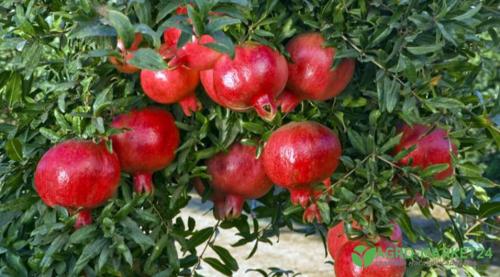 Правила ухода за гранатом в открытом грунте. Правила заготовки и посадки черенков 07 Правила ухода за гранатом в открытом грунте. Правила заготовки и посадки черенков 07