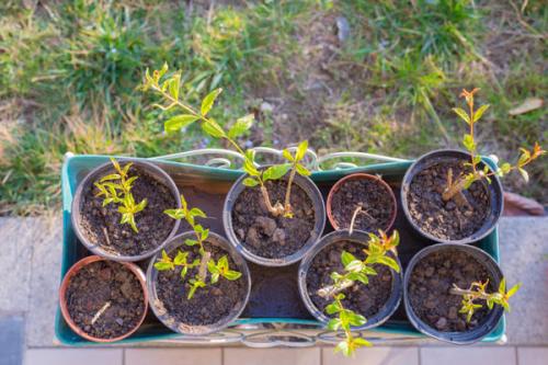 Уход за гранатом. Как вырастить гранатовое дерево