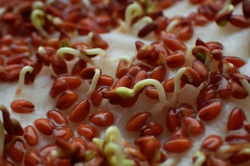 Комнатный гранат из косточки. Как посадить гранат из косточки в домашних условиях