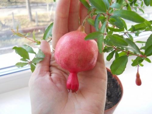 Гранат уход в домашних условиях. Как вырастить гранатовое дерево 24 Гранат уход в домашних условиях. Как вырастить гранатовое дерево 24