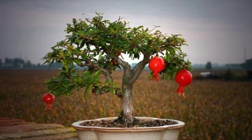 Уход за гранатом. Описание комнатного граната и его выращивание