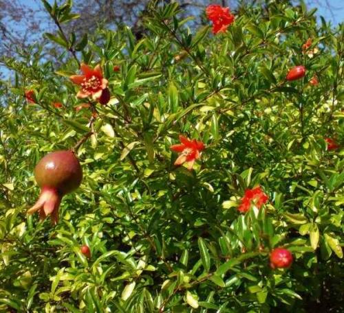 Как гранат растет в природе. Как выглядит гранатовое дерево