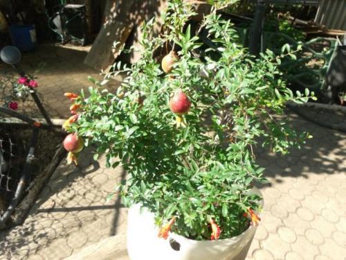 Гранат уход в домашних условиях. Как вырастить гранатовое дерево 25 Гранат уход в домашних условиях. Как вырастить гранатовое дерево 25