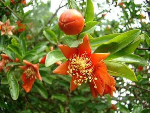 Гранат уход в домашних условиях. Как вырастить гранатовое дерево 20 Гранат уход в домашних условиях. Как вырастить гранатовое дерево 20