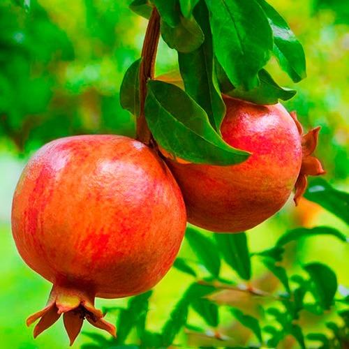 Комнатный гранат приметы. Талисман Гранат: значение и применение по фэн-шуй