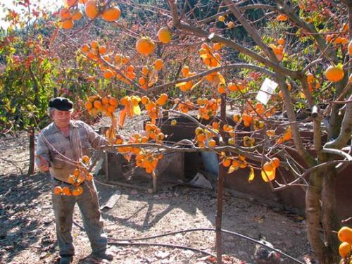 Где растет гранат в украине. Про выращивание хурмы, инжира и других теплолюбивых культур в Крыму