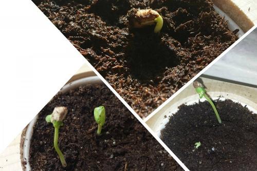 Комнатный гранат из косточки. Как посадить гранат из косточки в домашних условиях