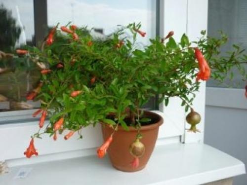 Гранат уход в домашних условиях. Как вырастить гранатовое дерево 19 Гранат уход в домашних условиях. Как вырастить гранатовое дерево 19