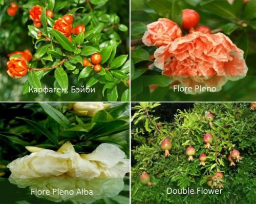 Как цветет гранат. Комнатный гранат