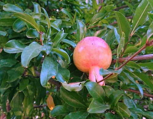 Гранат растет на дереве. Чем полезен гранат, лечебные свойства и противопоказания, применение фрукта в кулинарии