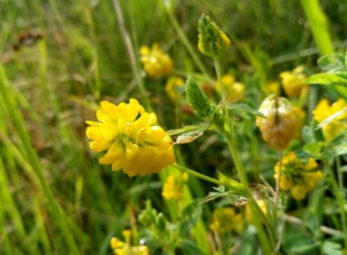 Как ухаживать за газоном для ленивых. Подбираем оптимальные сорта травы для посадки ленивого газона 01 Как ухаживать за газоном для ленивых. Подбираем оптимальные сорта травы для посадки ленивого газона 01