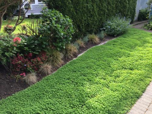 Микроклевер газон. Многолетний клевер – основная характеристика