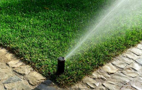 Газон не требующий ухода. Как ухаживать?