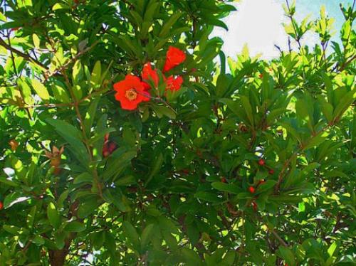 Как правильно ухаживать за гранатами. Уход 06 Как правильно ухаживать за гранатами. Уход 06