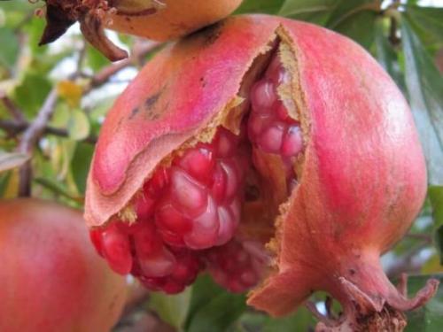 Как правильно ухаживать за гранатами. Уход 04 Как правильно ухаживать за гранатами. Уход 04