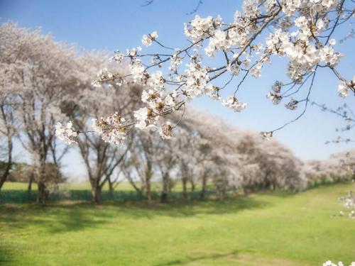 Как правильно ухаживать за гранатами. Уход 02 Как правильно ухаживать за гранатами. Уход 02