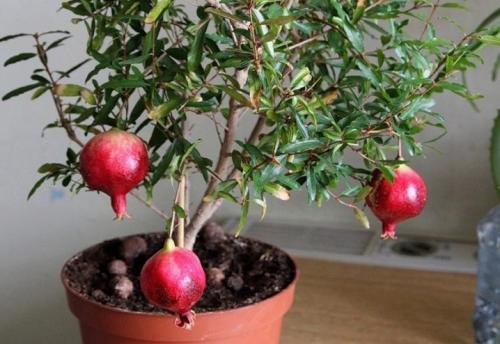 Как правильно ухаживать за гранатами. Уход 01 Как правильно ухаживать за гранатами. Уход 01