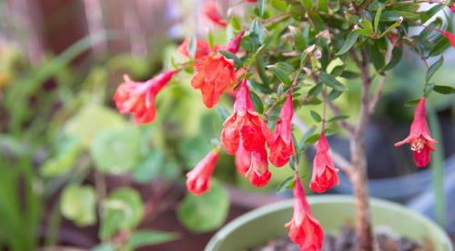 Как вырастить гранат в открытом грунте. Посадка граната в открытый грунт 03 Как вырастить гранат в открытом грунте. Посадка граната в открытый грунт 03