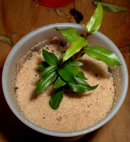 Как правильно ухаживать за гранатами. Уход 07 Как правильно ухаживать за гранатами. Уход 07