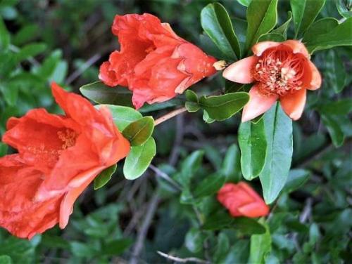 Как правильно ухаживать за гранатами. Уход 05 Как правильно ухаживать за гранатами. Уход 05