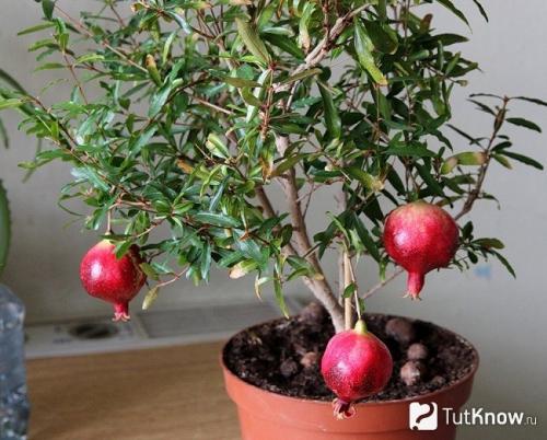 Как правильно ухаживать за гранатами. Уход 12 Как правильно ухаживать за гранатами. Уход 12