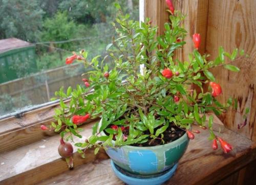 Как вырастить гранат у себя на участке. Как вырастить гранат на дачном участке 05 Как вырастить гранат у себя на участке. Как вырастить гранат на дачном участке 05