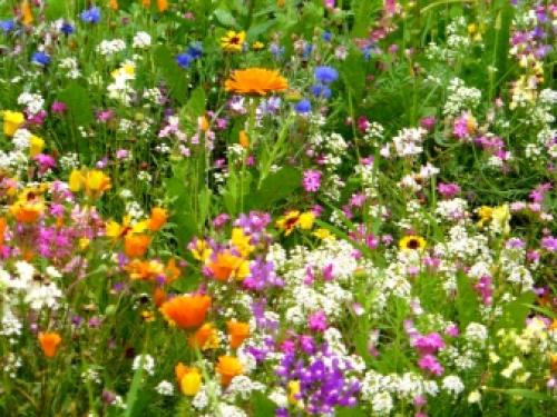 Газон для ленивых ТОП 3 Газонных Трав. Как ухаживать? 03 Газон для ленивых ТОП 3 Газонных Трав. Как ухаживать? 03