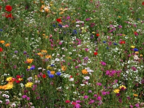 Газон для ленивых ТОП 3 Газонных Трав. Как ухаживать? 04 Газон для ленивых ТОП 3 Газонных Трав. Как ухаживать? 04