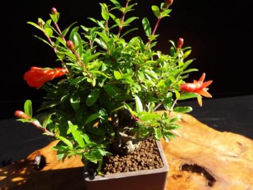 Как вырастить гранат из косточки дома. Как домашних условиях вырастить гранат из косточки