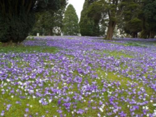 Газон для ленивых ТОП 3 Газонных Трав. Как ухаживать? 05 Газон для ленивых ТОП 3 Газонных Трав. Как ухаживать? 05