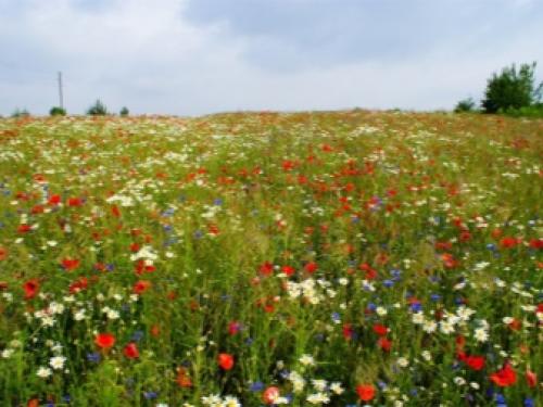 Газон для ленивых ТОП 3 Газонных Трав. Как ухаживать? 08 Газон для ленивых ТОП 3 Газонных Трав. Как ухаживать? 08