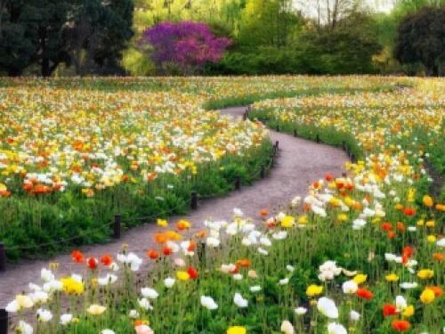 Газон для ленивых ТОП 3 Газонных Трав. Как ухаживать? 06 Газон для ленивых ТОП 3 Газонных Трав. Как ухаживать? 06