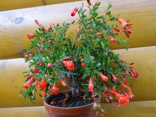 Как вырастить гранат у себя на участке. Как вырастить гранат на дачном участке 04 Как вырастить гранат у себя на участке. Как вырастить гранат на дачном участке 04