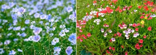 Мавританский газон: что это, плюсы и минусы, пошаговый процесс создания и последующий уход