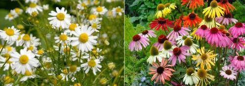 Мавританский газон: что это, плюсы и минусы, пошаговый процесс создания и последующий уход