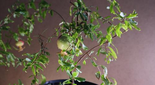 Когда надо поливать гранатовое дерево. Особенности выращивания гранатового дерева 05