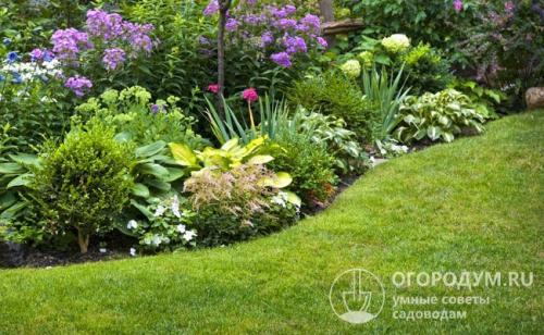 Как правильно посадить газон своими руками на даче весной. Посадка газонной травы